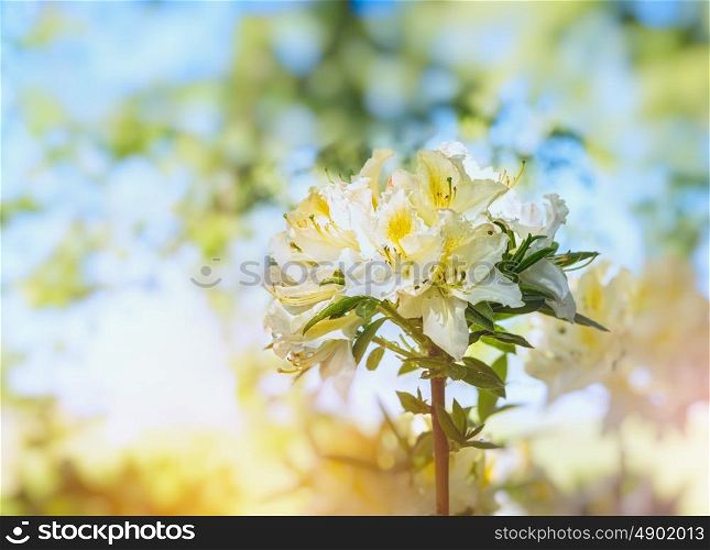 white yellow Rhododendron blooming on blurred garden background
