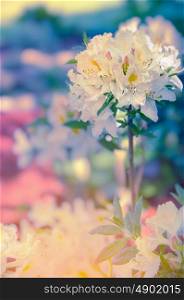 white yellow Rhododendron blossom in garden, toned