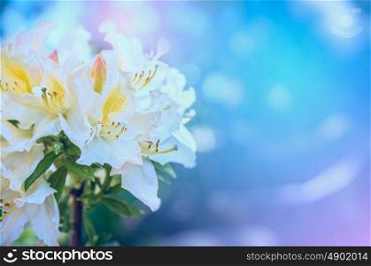 white yellow Rhododendron flowers in morning light in garden, close up