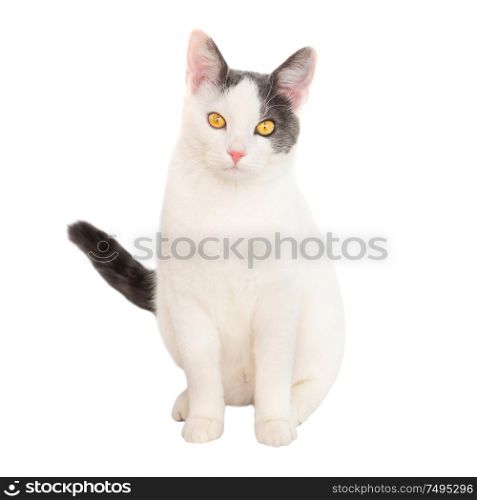 White young cat with black tail sit on isolated on white background