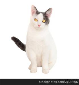 White young cat with black tail sit on isolated on white background