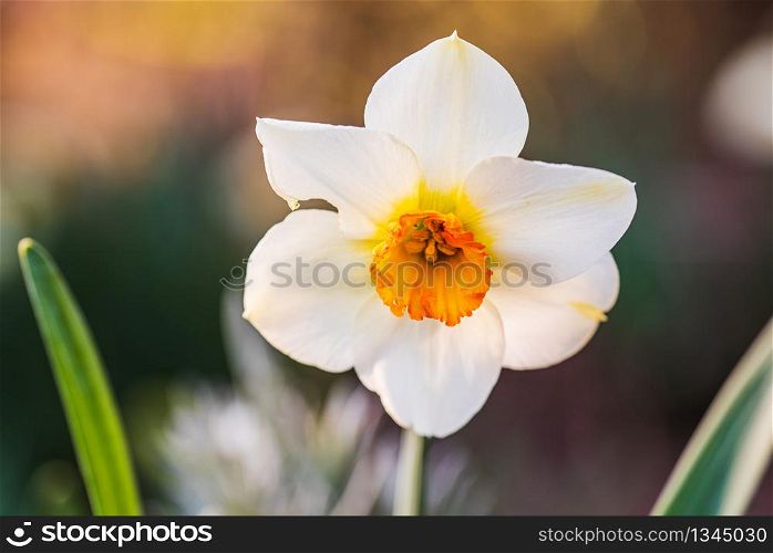 WhiteDaffodil Narcissus flowers outdors in spring. Nature flowers background. Selective focus. Daffodil Narcissus flowers outdors in spring