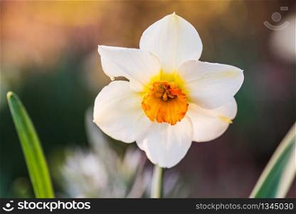 WhiteDaffodil Narcissus flowers outdors in spring. Nature flowers background. Selective focus. Daffodil Narcissus flowers outdors in spring