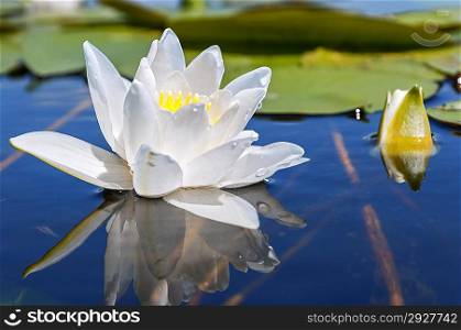 Whiter lily on the lake