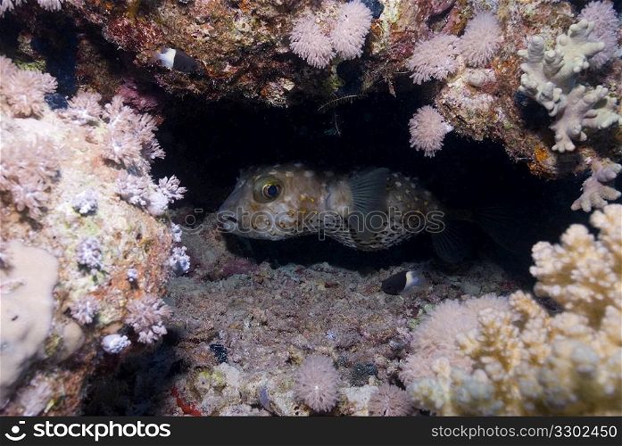 Whitespotted Pufferfish (Arothron Hispidus)