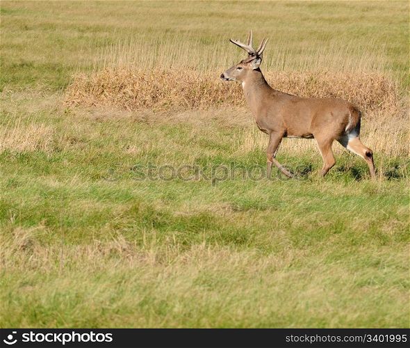 Whitetail Deer Buck standing in a field.