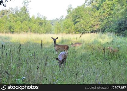 Whitetail deer does and fawn standing in a field in summer morning light.