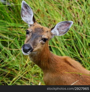 Whitetail Deer Female Looking At The Camera