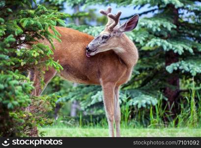 Whitetail Deer in Banff National Park Alberta Canada