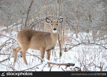 Whitetail deer yearling standing in the woods in winter snow.