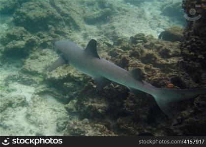 Whitetip Reef shark (Triaenodon Obesus) swimming underwater, Puerto Egas, Santiago Island, Galapagos Islands, Ecuador