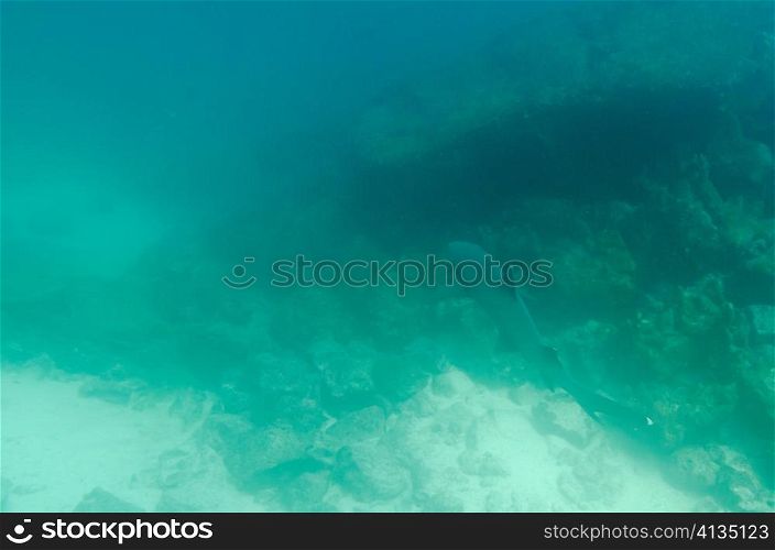 Whitetip Reef shark (Triaenodon Obesus) swimming underwater, Santa Cruz Island, Galapagos Islands, Ecuador