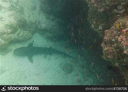 Whitetip Reef shark (Triaenodon Obesus) swimming underwater, Santa Cruz Island, Galapagos Islands, Ecuador