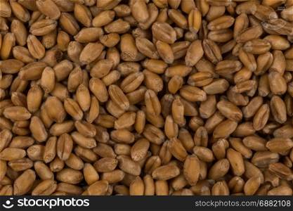 whole background of raw wheat grain closeup
