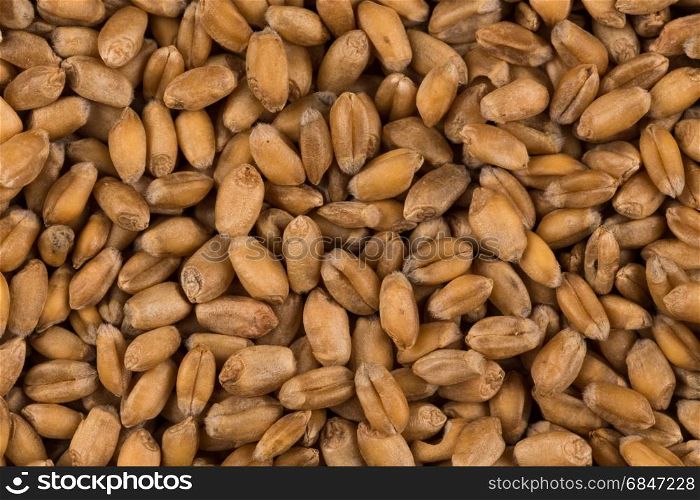 whole background of wheat grain. whole background of raw wheat grain closeup