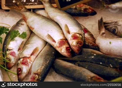 Whole fishes on ice at food market