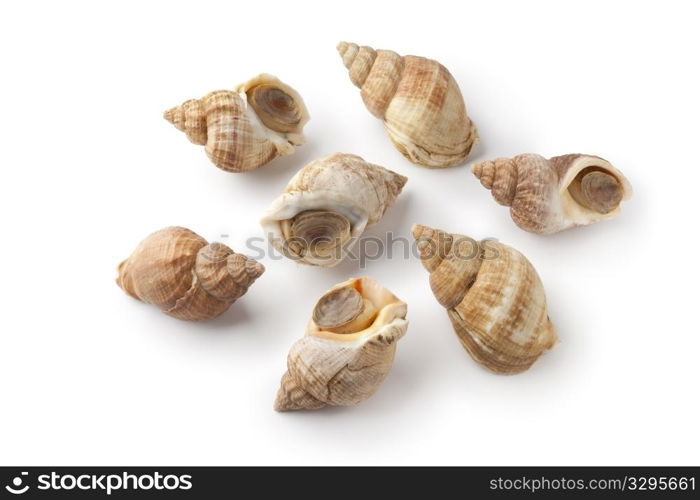 Whole fresh common whelk on white background