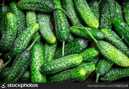 Whole fresh cucumbers. Top view. Whole fresh cucumbers.