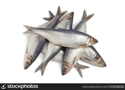 Whole fresh raw herring on white background