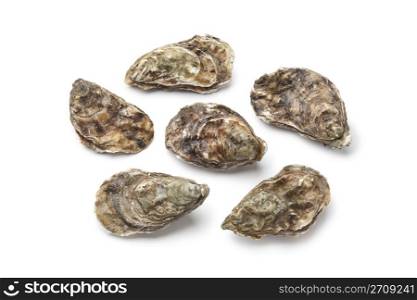 Whole fresh raw oysters on white background