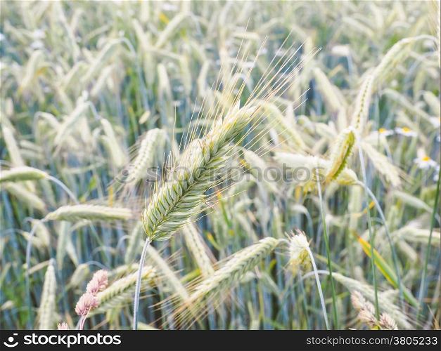 Whole green barley grain in a field