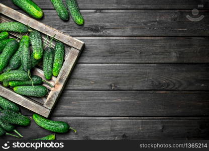 Whole ripe cucumbers on a tray. On black wooden background. Whole ripe cucumbers on a tray.