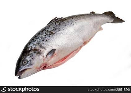 Whole salmon isolated on white
