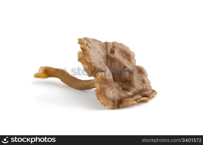 Whole single Chanterelle grise mushroom on white background