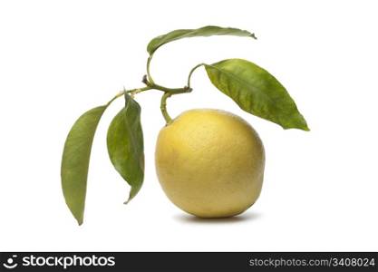 Whole single Citrus Medica fruit on white background