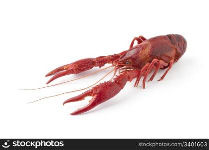 Whole single cooked freshwater crayfish on white background