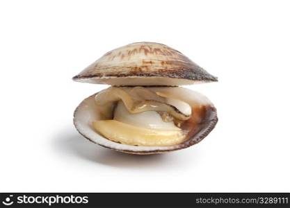 Whole single cooked open Dog cockle on white background