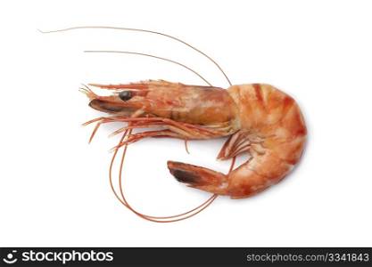 Whole single cooked shrimp on white background