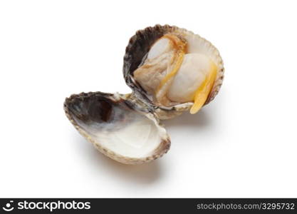 Whole single fresh cooked cockle on white background