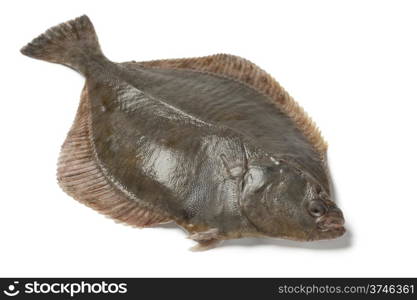 Whole single fresh European flounder on white background