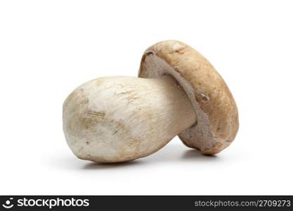 Whole single fresh porcini mushroom isolated on white background