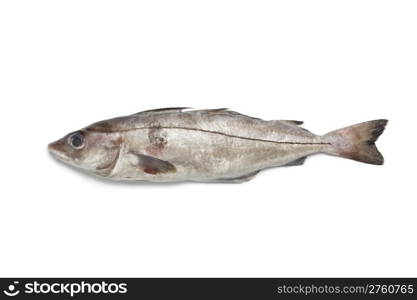 Whole single fresh raw haddock fish at white background