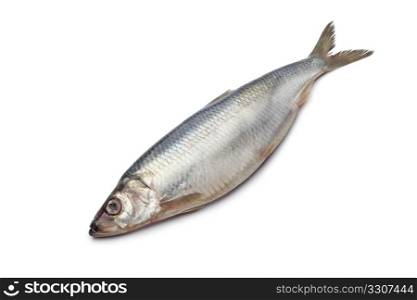 Whole single fresh raw herring isolated on white background