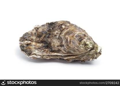 Whole single fresh raw oyster on white background