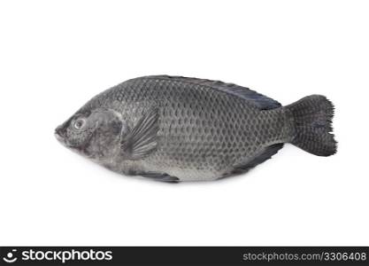 Whole single Fresh raw Tilapia fish isolated on white background
