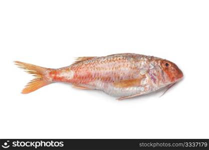 Whole single fresh Red mullet at white background