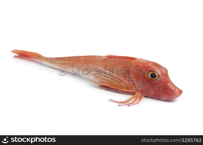 Whole single fresh red Tub gurnard fish on white background