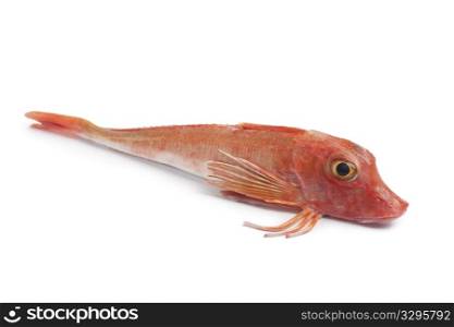 Whole single fresh red Tub gurnard fish on white background