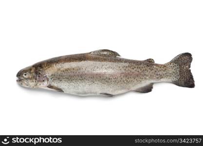 Whole single fresh Salmon trout on white background