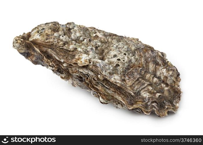 Whole single Pacific oyster on white background