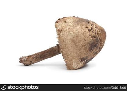 Whole single Parasol mushroom on white background