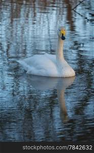 whooper Swan with reflection