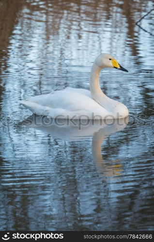 whooper Swan with reflection