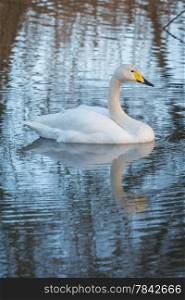 whooper Swan with reflection