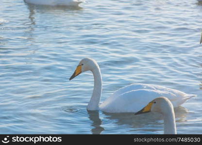 Whooper swans swimming in the lake, Altai, Russia. Whooper swans swimming in the lake