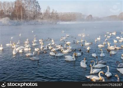 Whooper swans swimming in the lake, Altai, Russia. Whooper swans swimming in the lake